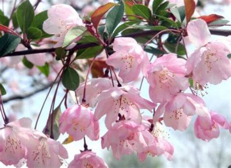 櫻花樹 種植|櫻花種植指南：掌握土壤、光線和空氣關鍵要素 